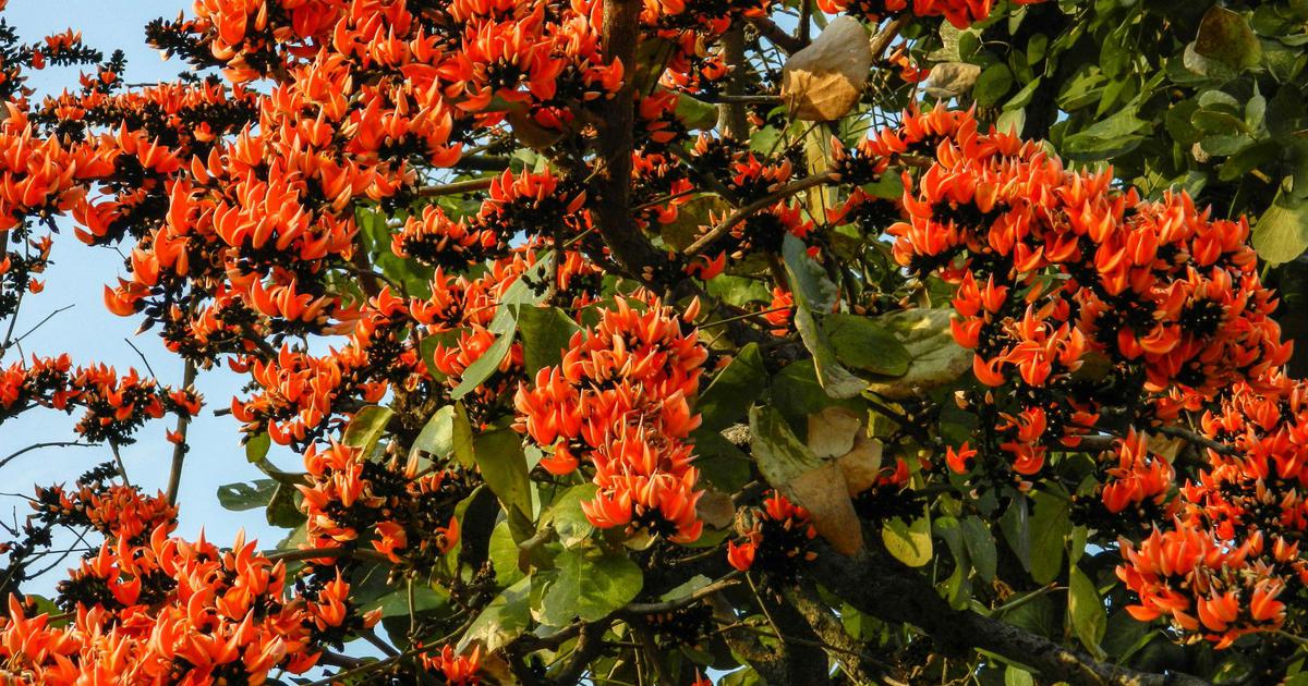‘A forest or lake may have a mind of its own’: A new book explores trees and birds for children