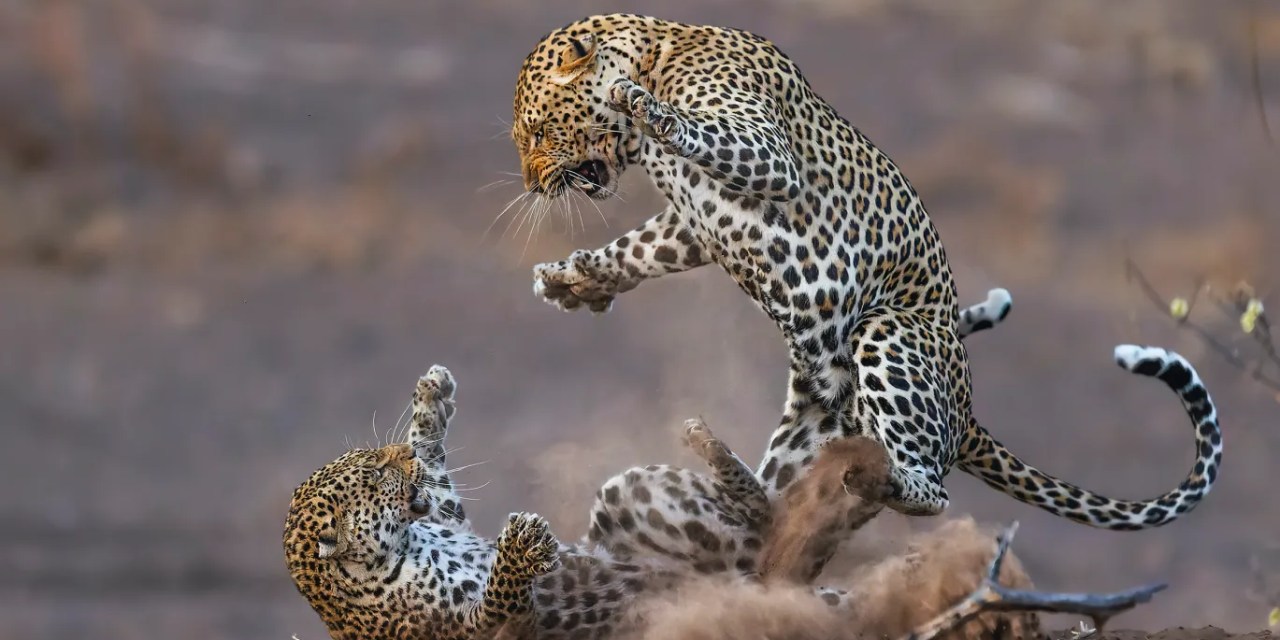 14 dramatic moments from the 2024 Nature’s Best Photo Awards