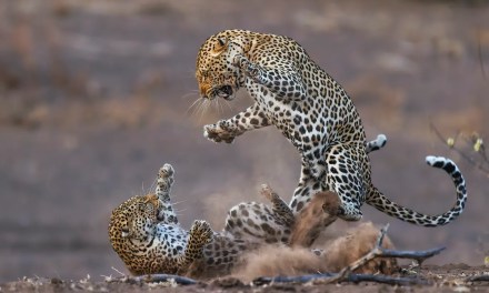 14 dramatic moments from the 2024 Nature’s Best Photo Awards