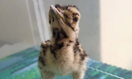 Indian experts hail breakthrough in bid to save huge native bird