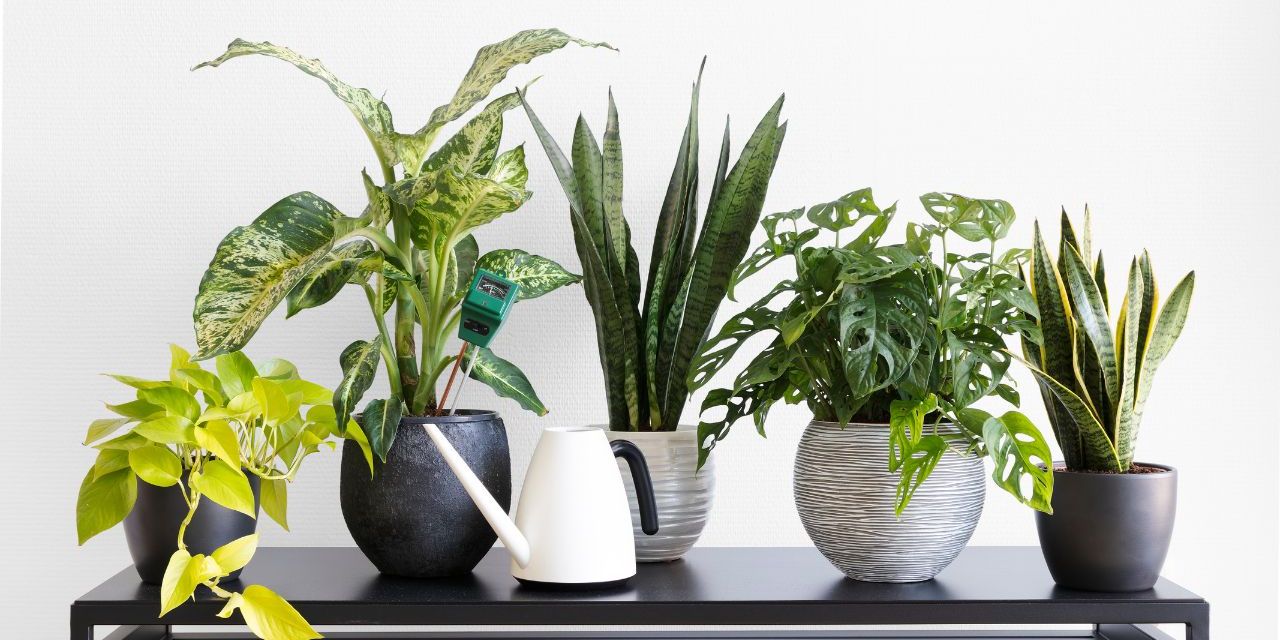 10 Best Plants for Indoor Air Quality