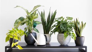 10 Best Plants for Indoor Air Quality 1