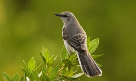 6 Birds That are Master Mimics