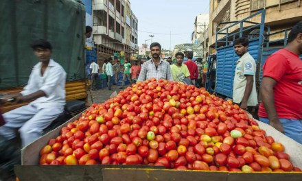 Tomato: The berry with a wolf