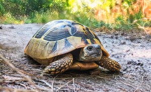 Turtles have genomes unlike any other animal 1