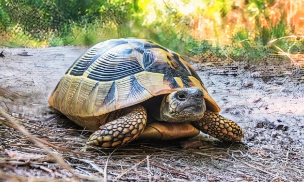 Turtles have genomes unlike any other animal