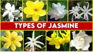 Types of Jasmine Flowers : World of Fragrant 1