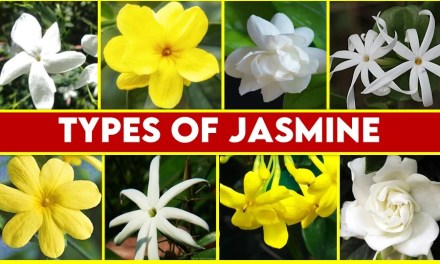 Types of Jasmine Flowers : World of Fragrant