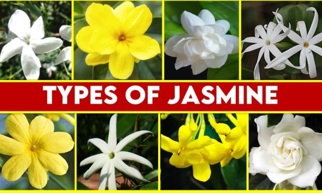 Types of Jasmine Flowers : World of Fragrant
