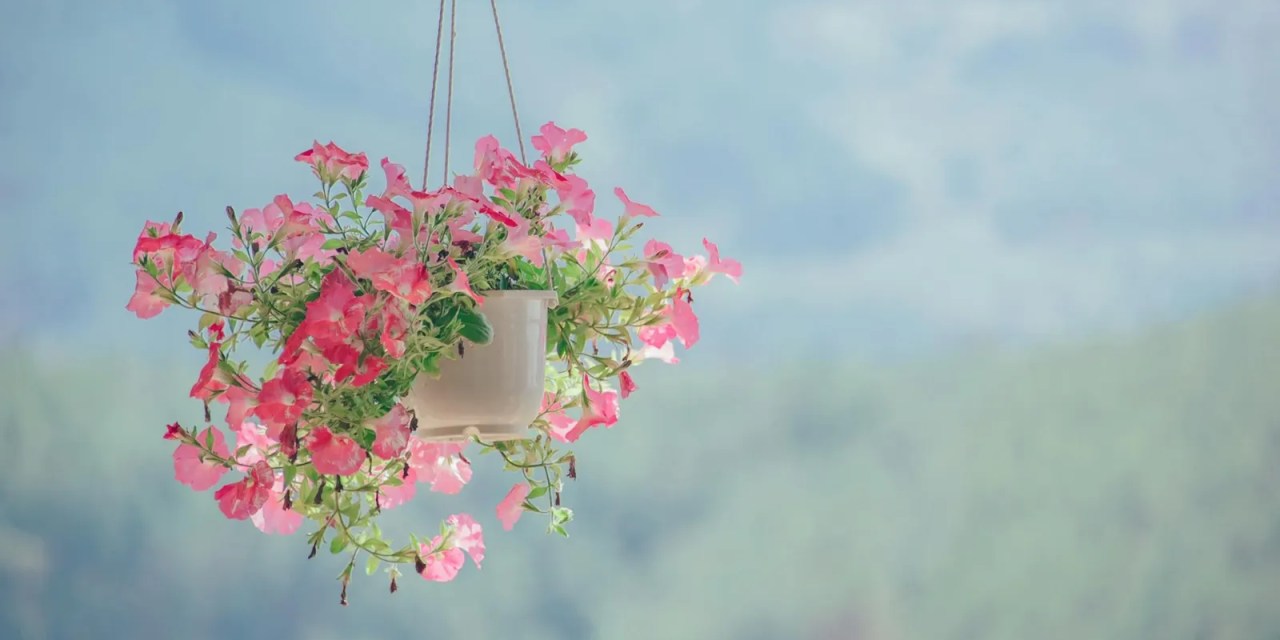 Winter flowers: 8 stunning blooms to brighten your home this winter