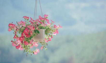 Winter flowers: 8 stunning blooms to brighten your home this winter