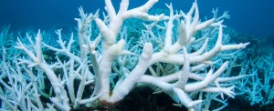 44% of Warm-Water Coral Faces Extinction as Temperatures Rise 1