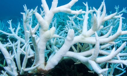 44% of Warm-Water Coral Faces Extinction as Temperatures Rise