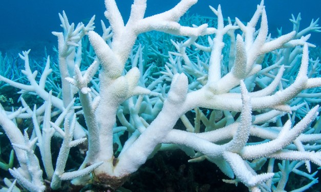 44% of Warm-Water Coral Faces Extinction as Temperatures Rise