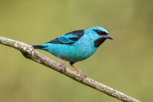25 Beautiful Blue Birds 1