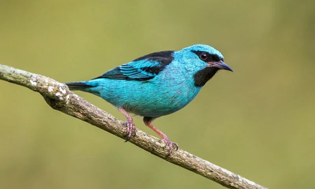 25 Beautiful Blue Birds