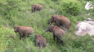 Elephant deaths: MP officials to be sent for training in states with high jumbo population