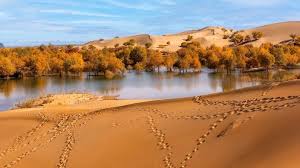 China is turning its largest desert into a forest: Here’s how