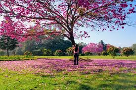 Best Places To Experience Cherry Blossoms In India Right Now