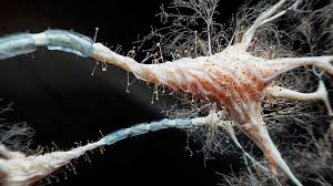 Scientists have detected a first-of-its-kind signal in human brain