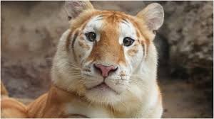 After Moo Deng, meet Ava: The adorable golden tiger from Thailand