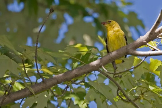 Ultra-rare bird spotted in UK after being blown off course by hurricane & flying into delighted residents’ gardens