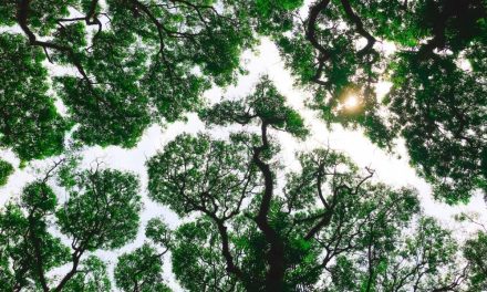 Companies Are Buying Cheap Carbon Offsets. Data Suggest It’s More About Greenwashing Than Helping the Climate.