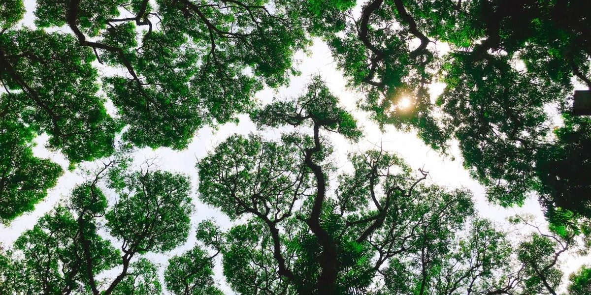 Companies Are Buying Cheap Carbon Offsets. Data Suggest It’s More About Greenwashing Than Helping the Climate.