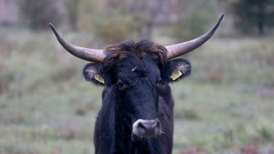 Electric wallpaper and carbon-sequestering cows: Positive environmental stories from 2024 1
