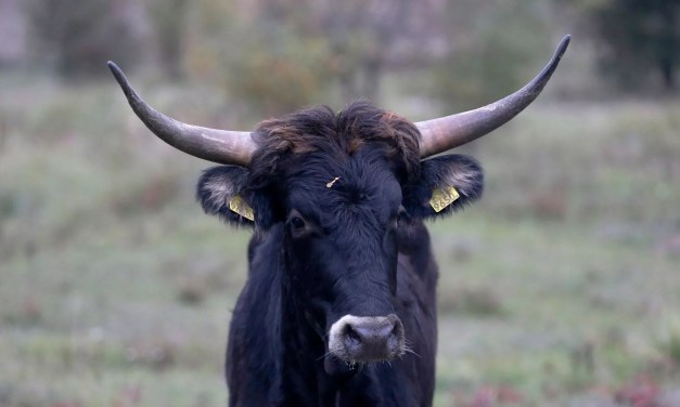 Electric wallpaper and carbon-sequestering cows: Positive environmental stories from 2024