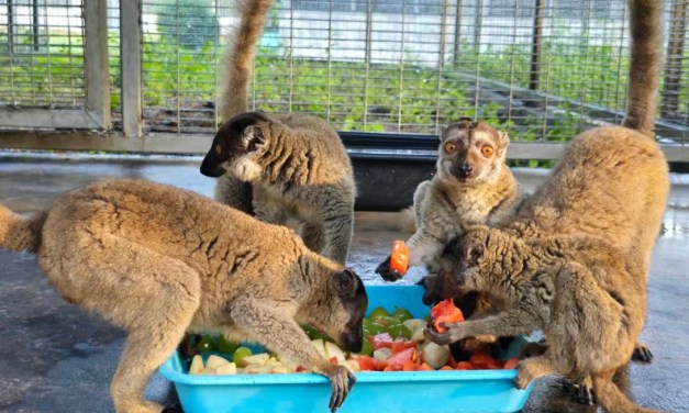 Nearly 1,000 endangered animals repatriated to Madagascar in anti-trafficking landmark