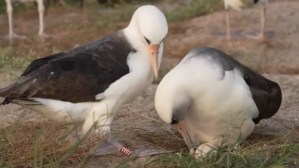 World's oldest known wild bird lays egg at 74 1