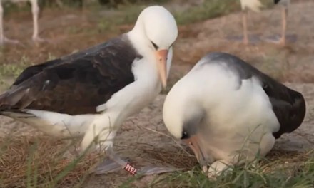 World’s oldest known wild bird lays egg at 74