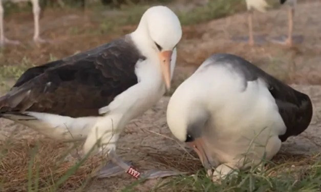 World’s oldest known wild bird lays egg at 74