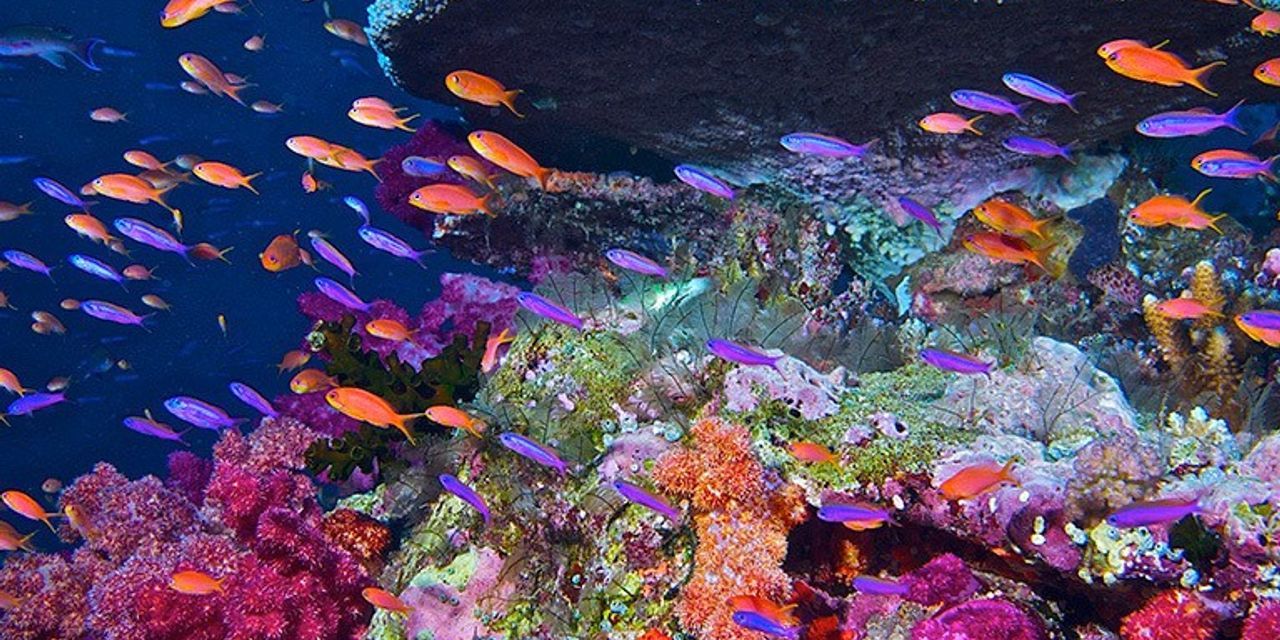 Vanishing Corals: NASA Data Helps Track Coral Reefs