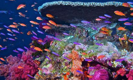 Vanishing Corals: NASA Data Helps Track Coral Reefs