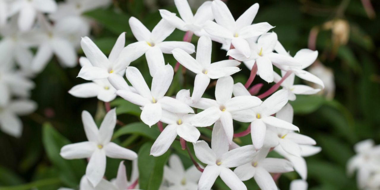 9 Best Plants That Will Help You Sleep Better