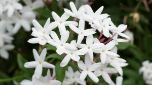 9 Best Plants That Will Help You Sleep Better 1