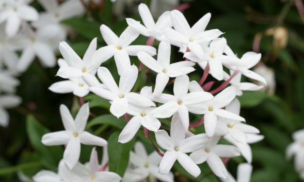 9 Best Plants That Will Help You Sleep Better