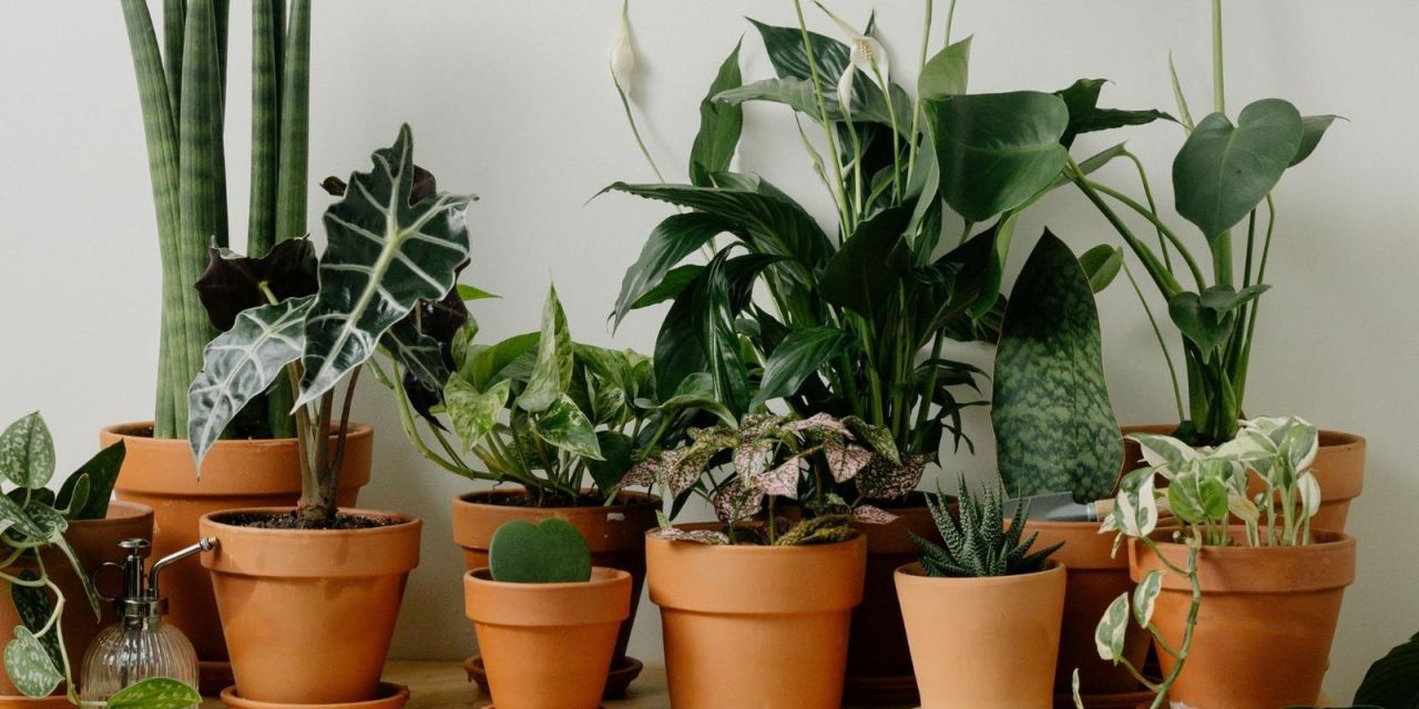 Gardening in winter: How to keep your plants thriving in December