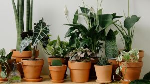 Gardening in winter: How to keep your plants thriving in December 1