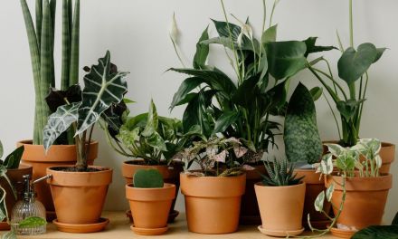 Gardening in winter: How to keep your plants thriving in December