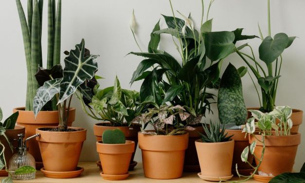 Gardening in winter: How to keep your plants thriving in December