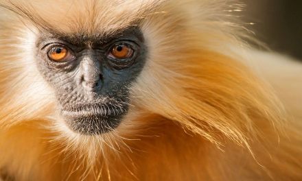 Helping the golden langurs of the forests of India