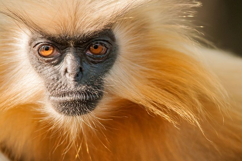 Helping the golden langurs of the forests of India