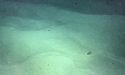 Deep-sea vessel discovers primitive creature “barely changed since the age of the dinosaurs” after 15-year quest