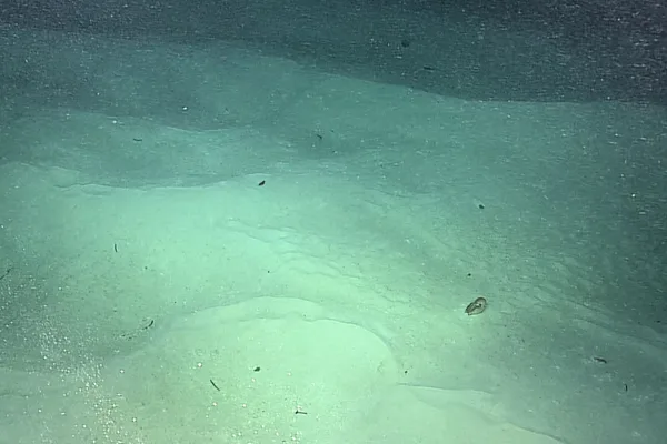 Deep-sea vessel discovers primitive creature “barely changed since the age of the dinosaurs” after 15-year quest