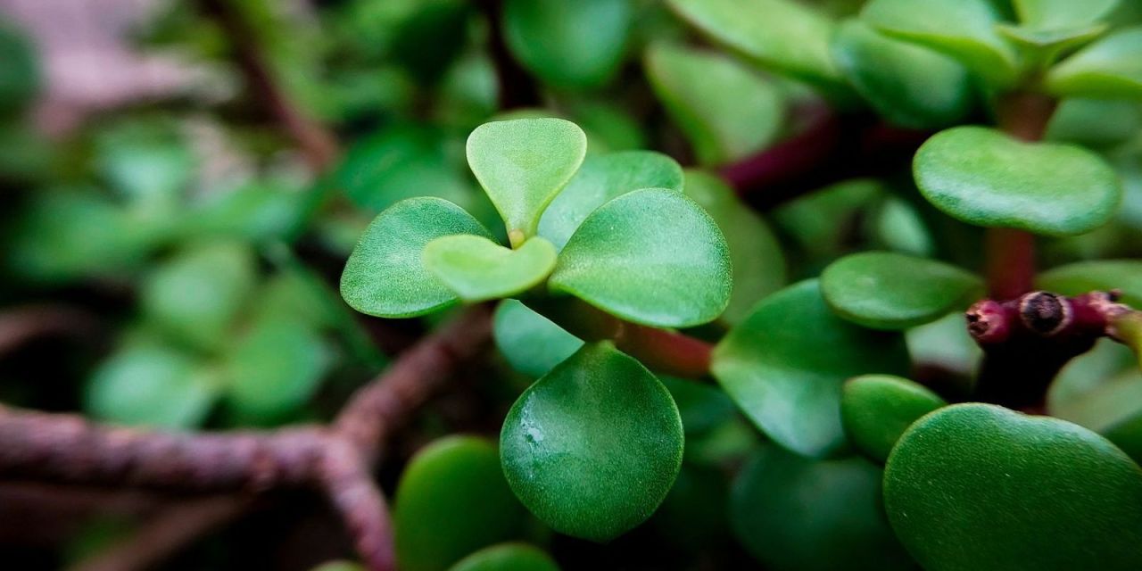 7 lucky plants according to Vastu, for last-minute Christmas gifting