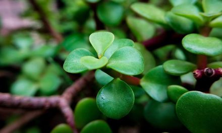 7 lucky plants according to Vastu, for last-minute Christmas gifting