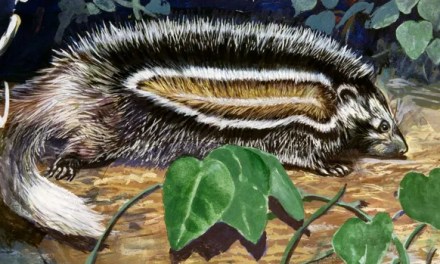 Meet the world’s deadliest rat, which can kill an elephant with one bite